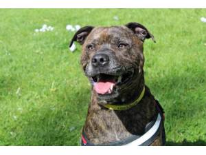 Rusty - Male Staffordshire Bull Terrier (SBT) Photo