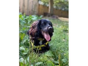 Sampson - Male Spaniel Cross Photo