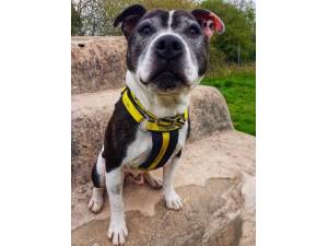Snoopy - Male Staffordshire Cross (SBT) Photo