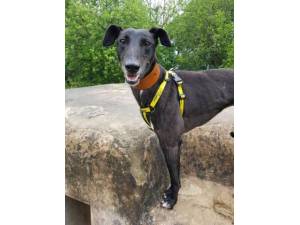 Stella - Female Lurcher Photo