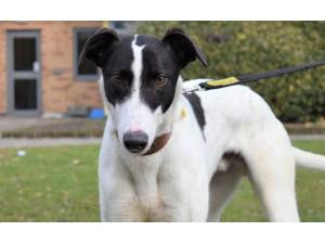 Watson - Male Greyhound Photo