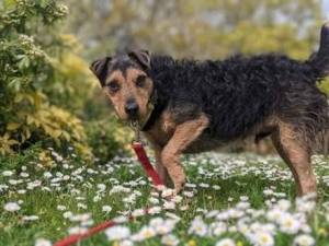 Woofy - Male Patterdale Terrier Photo