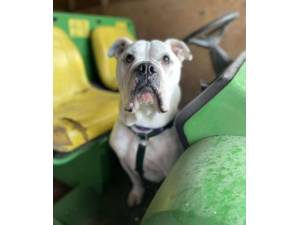 Boris - Male Bulldog Photo