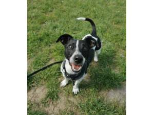 Pip - Female Jack Russell Cross Photo