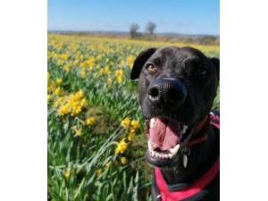 Meeko - Male Lurcher Photo