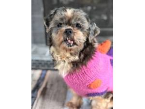 Frances - Female Shih Tzu Cross Photo