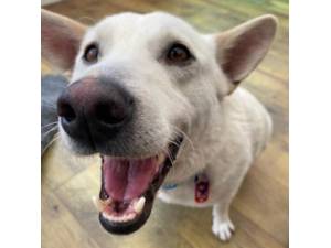 Gil - Male Cross Breed Photo