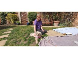 Princess - female Bichon crossbreed Photo