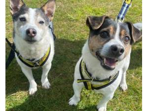 Alfie - Male Jack Russell Terrier (JRT) Photo