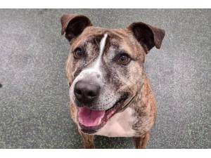 Aussie - Male A Crossbreed Photo
