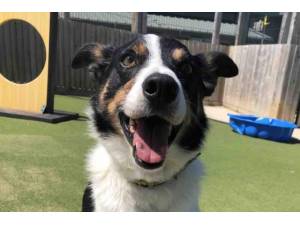 Bobby - Male Border Collie Photo