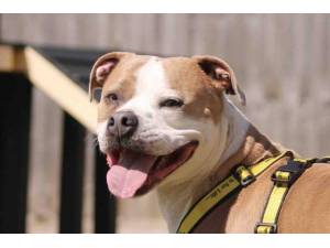 Bronson - Male American Bulldog Photo