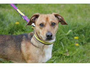 Bruce - Male Jack Russell Terrier (JRT) Photo