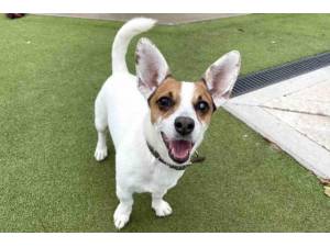 Dinky - Male Jack Russell Terrier (JRT) Photo
