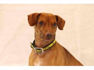 Fudge - Male Patterdale Terrier Photo