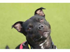 King - Male Staffordshire Bull Terrier (SBT) Photo