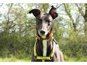 Lightning - Male Greyhound Photo