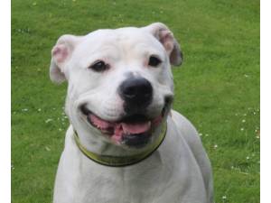 Misty - Female American Bulldog Photo