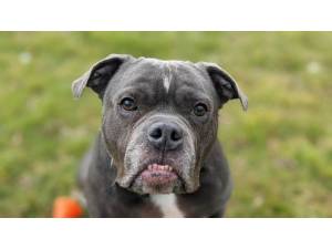 Onyx - Male Bulldog: English Photo