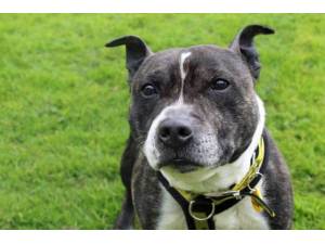 Ozzy - Male Staffordshire Bull Terrier (SBT) Photo