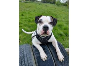 Ronnie - Male American Bulldog Photo