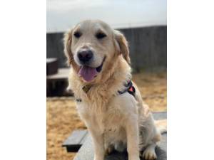Sam - Male Golden Retriever Photo
