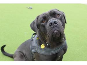 Shadow - Male Mastiff: Bull Photo