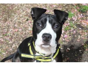 Ted - Male American Bulldog Photo