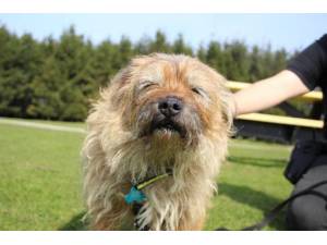 Ted - Male Terrier: Border Photo