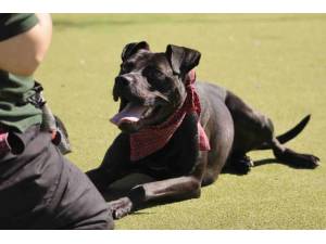 Tweed - Male Staffordshire Cross (SBT) Photo