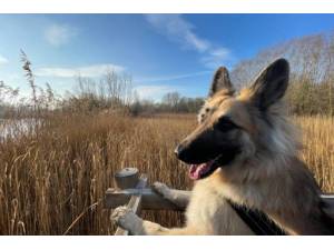 Alba - Female German Shepherd Dog (Alsatian) Photo