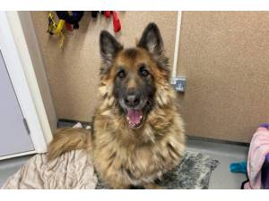 Diesel - Male German Shepherd Dog (Alsatian) Photo