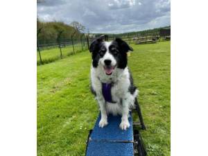 Jake - Male Collie Photo