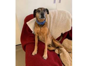 Fudge - Male Terrier Photo