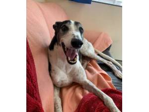 Rafiki - Male Greyhound Photo