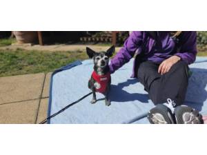Coco - female Chihuahua Photo