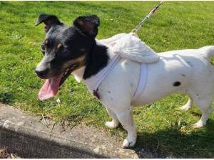 MICAH - Jack Russell Terrier Photo