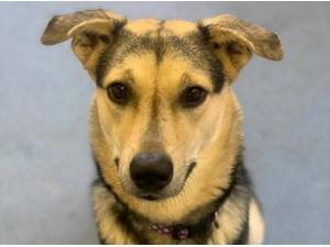 MAYO - Crossbreed/Unknown Photo