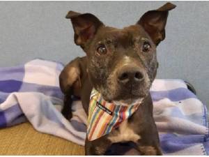 DEEDEE - Staffordshire Bull Terrier Photo