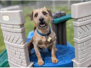 JACKSON - Patterdale Terrier (Fell Terrier)
crossbreed Photo
