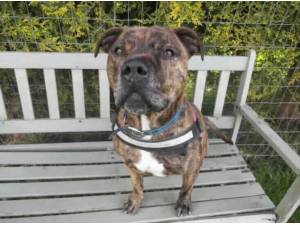 DUKEY - Staffordshire Bull Terrier
crossbreed Photo