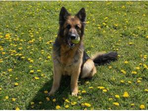 NEESHA - German Shepherd Photo