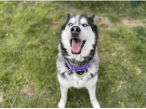 STORM - Husky (Siberian) Photo