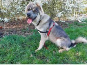 NALA - German Shepherd Photo