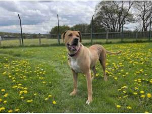 FIJI - Mastiff
crossbreed Photo