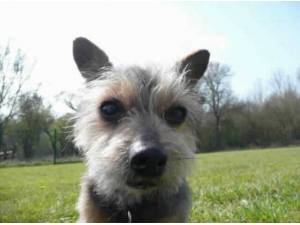 NIGEL - Yorkshire Terrier
crossbreed Photo