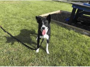 CHASE - Border Collie Photo