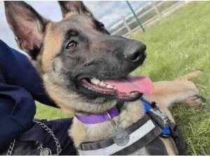 GINGER - Belgian Shepherd (Malinois) Photo