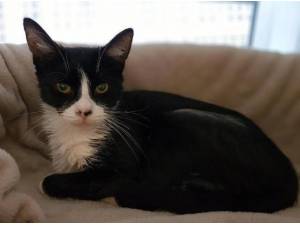 CLAWDIA - Domestic Shorthair
crossbreed Photo