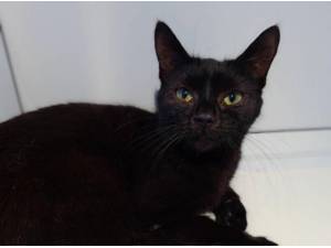 PAWLA - Domestic Shorthair
crossbreed Photo